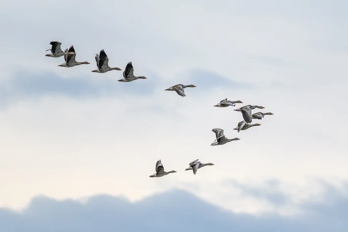 coletivo de pássaros voando no céu