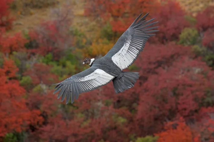 condor-dos-andes