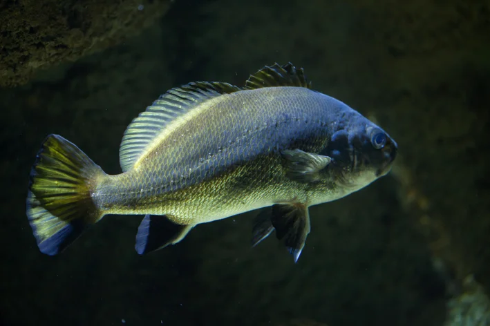 corvina no findo do mar