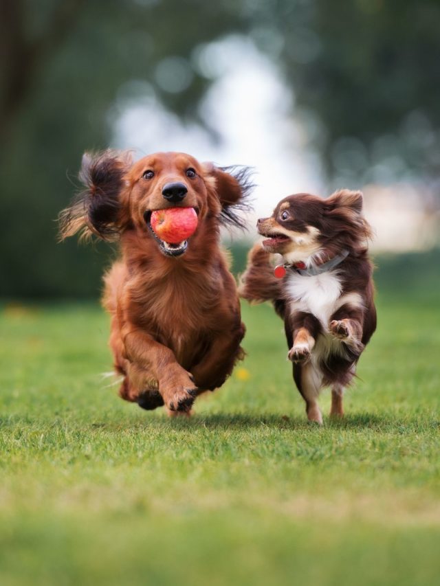 Manual de convivência pet friendly