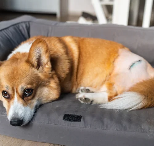 cachorro com displasia-coxofemoral