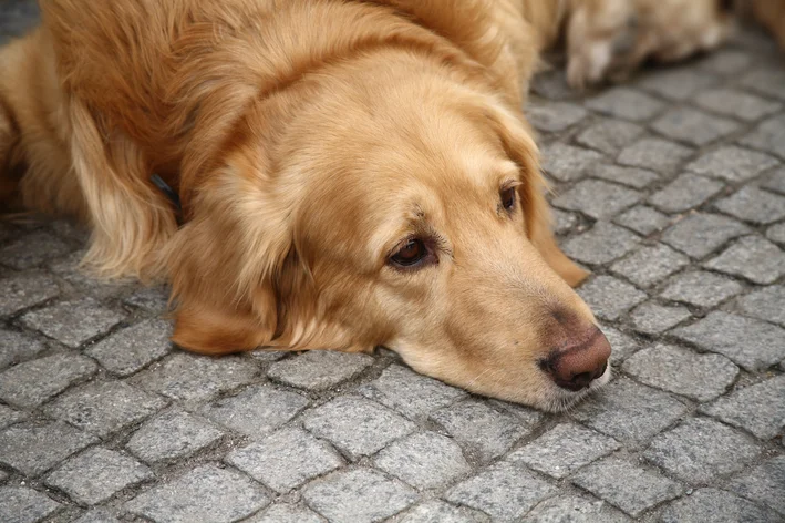 Golden Retriever deitado com dores