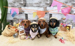 cães comemorando uma festa junina para cachorro