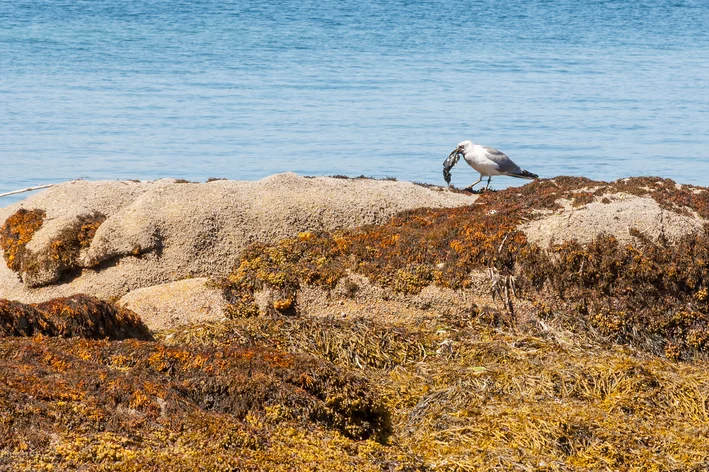 gaivota asa escura se alimentando