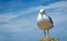 gaivota com céu ao fundo