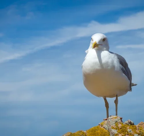 gaivota com céu ao fundo