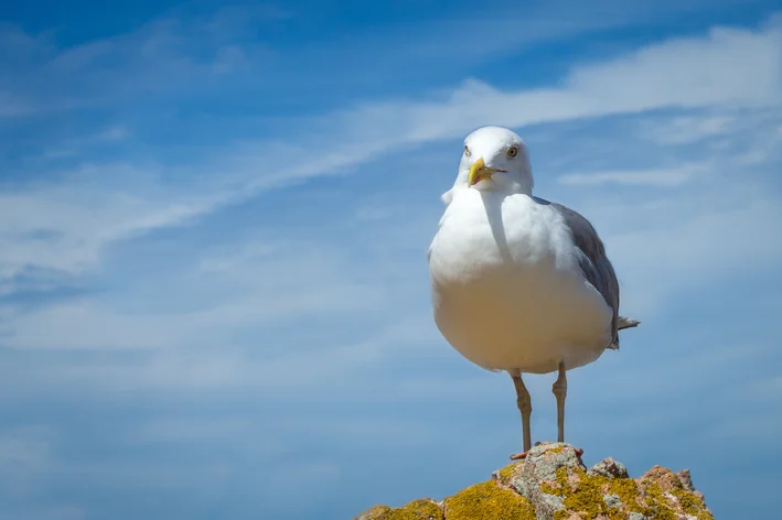 gaivota com céu ao fundo