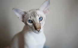 gato oriental shorthair branco