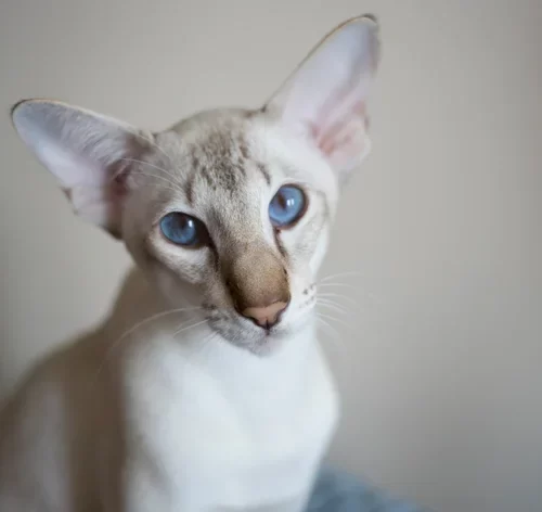 gato oriental shorthair branco