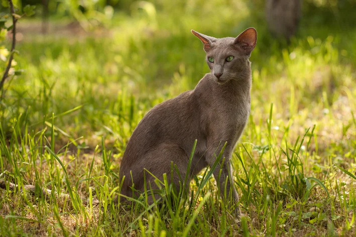 gato orelhudo cinza sentado