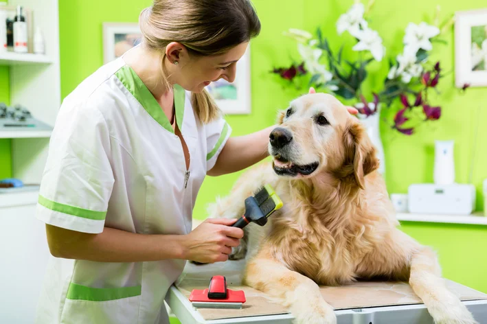 Golden Retriever fazendo tosa