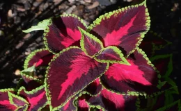 planta coleus vermelha