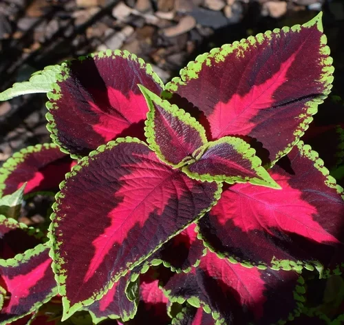 planta coleus vermelha