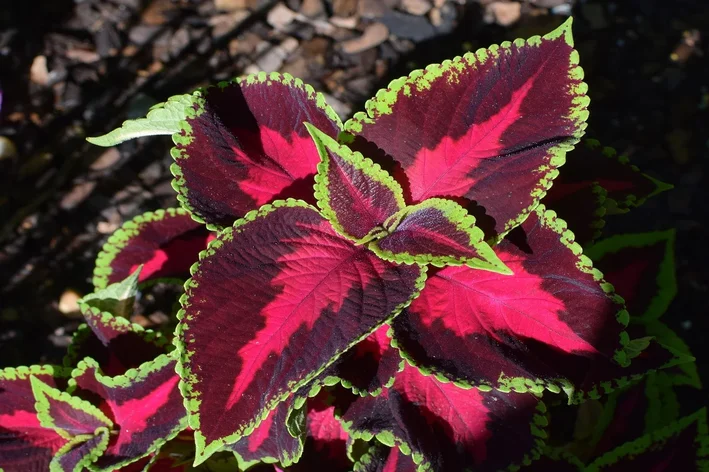 planta coleus vermelha