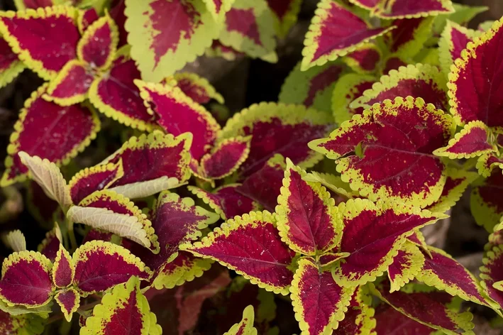 planta coleus vermelha e verde