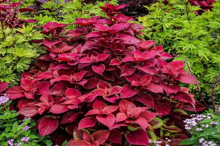 planta coleus vermelha