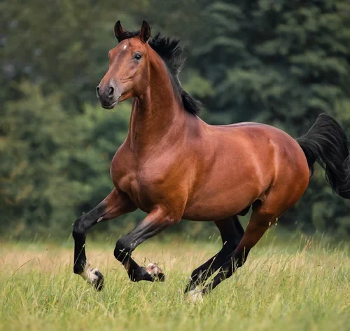 cavalo galopando no campo