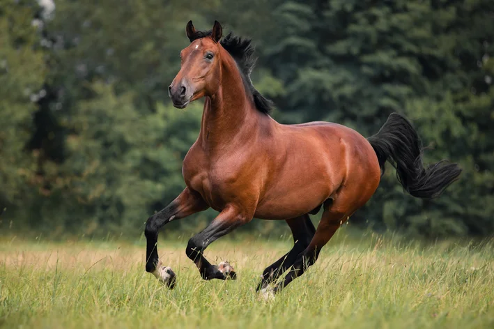 cavalo galopando no campo