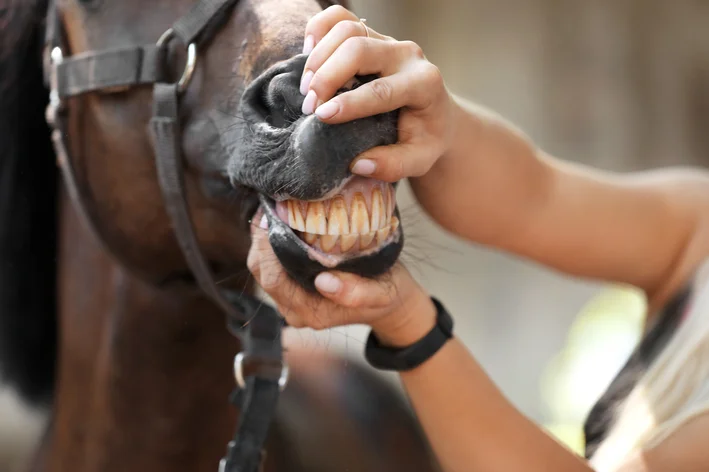 veterinário olhando os dentes do cavalo