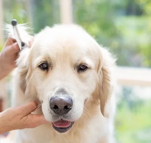 cachorro golden fazendo tosa trimming