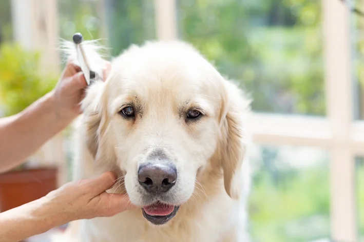 cachorro golden fazendo tosa trimming