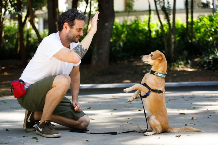 aula de adestramento de cães