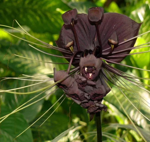orquídeas preta