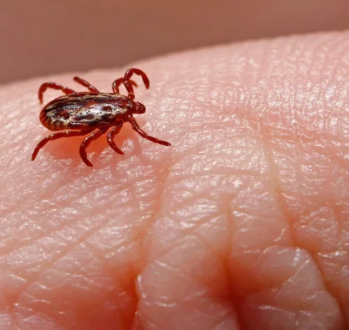 doença febre maculosa