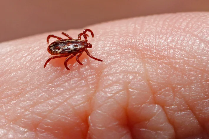 doença febre maculosa