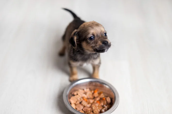 cachorro filhote comendo ração úmida 