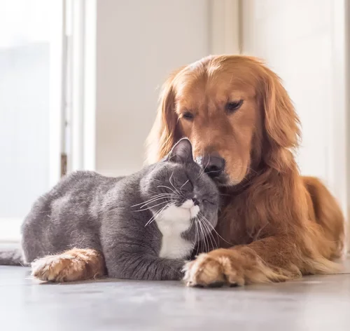 7 tipos de animais de estimação para ter em casa e apartamentos