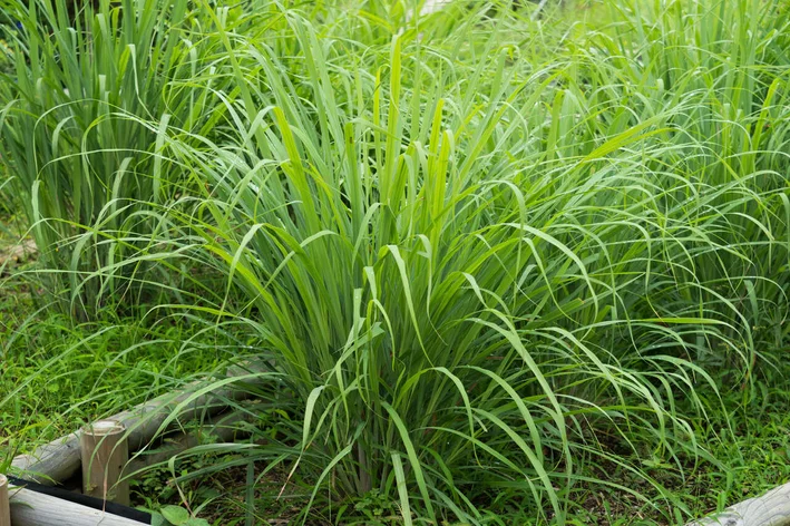 como plantar capim-limão