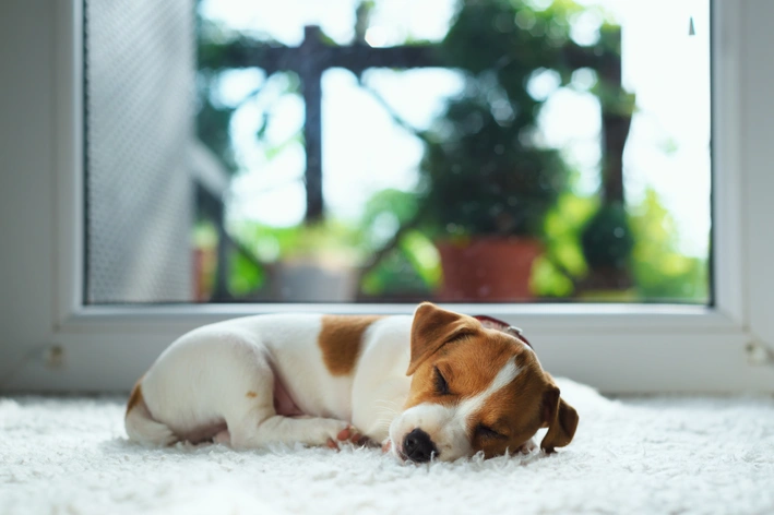 cachorro filhote dormindo