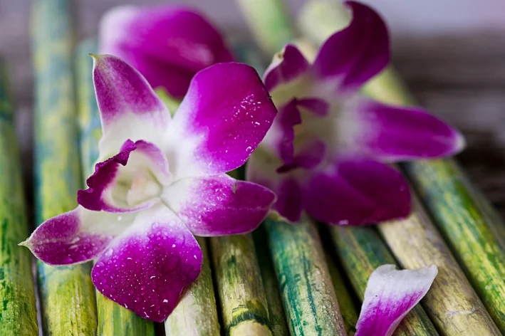 Orquídea Bambu Roxa