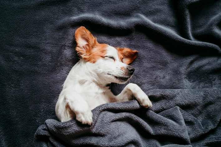 cachorro dormindo