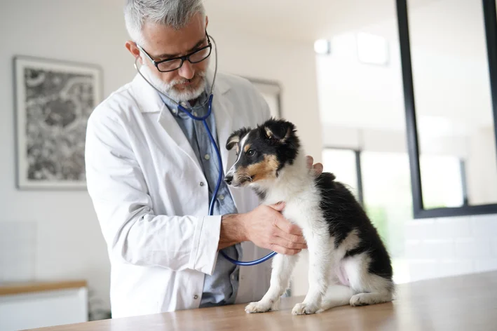 ibuprofeno faz mal para cachorro