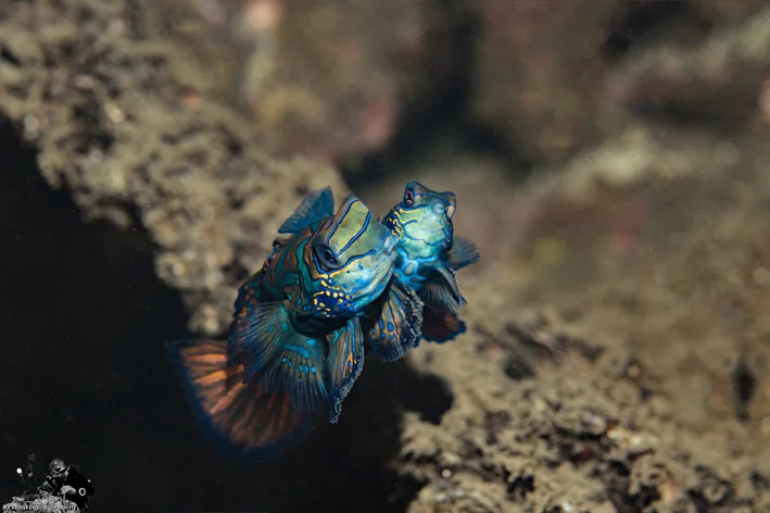 mandarim peixe marinho