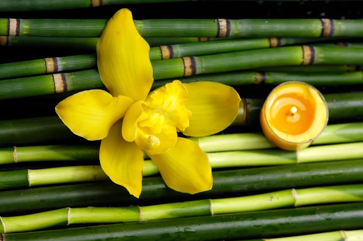 Orquídea Bambu Amarela