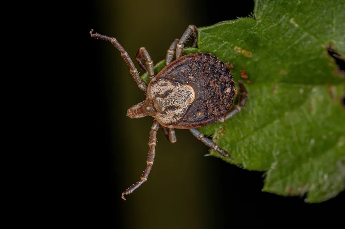 transmissão da febre maculosa