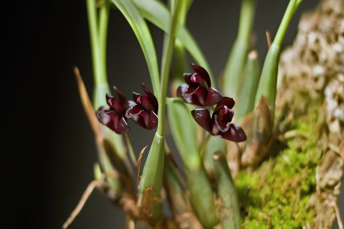 orquidea preta