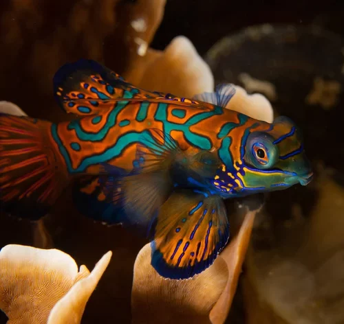 Peixe Mandarim Red Green