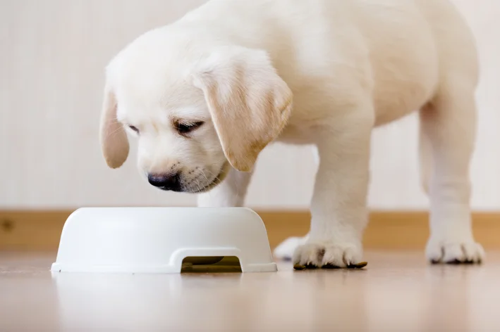 cachorro filhote não pode comer ração de adulto