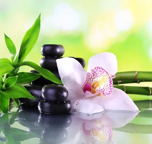 orquídea bambu como cuidar