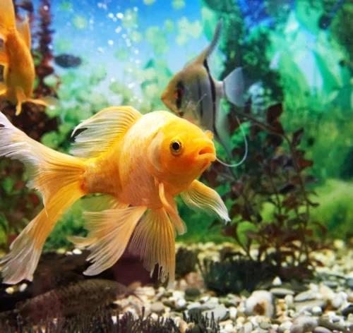 peixe tem sede