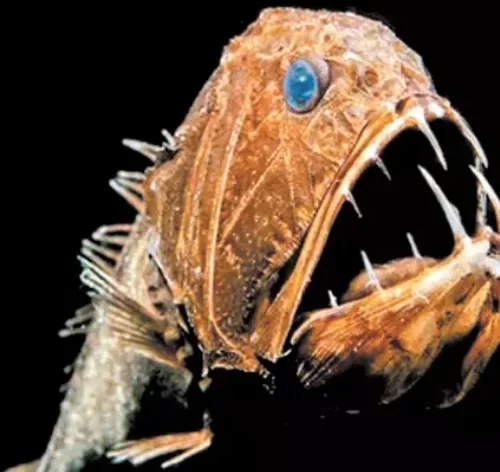 peixe-ogro