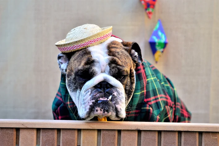 cachorro vestido para o arraiá da Cobasi