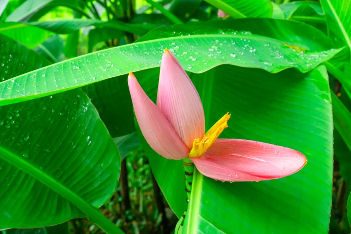 bananeira ornamental na chuva