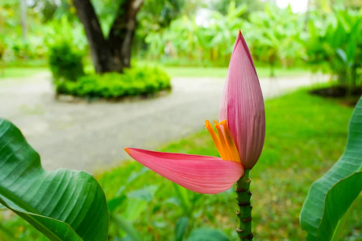 jardim bananeira ornamental