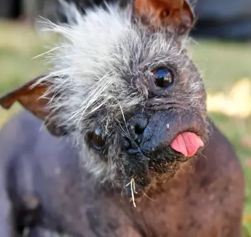 cachorro feio mr. happy face