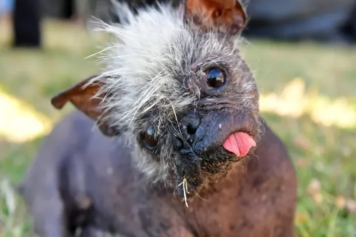 cachorro feio mr. happy face